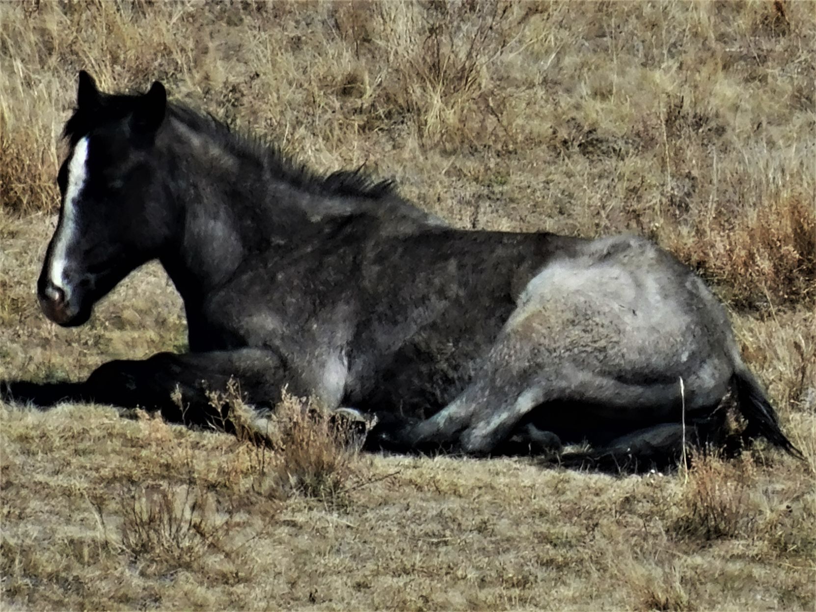 Medora